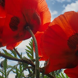 Roter Mohn