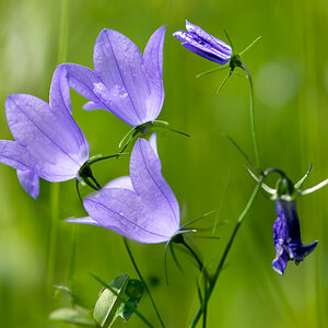 kleine Glockenblume - 2