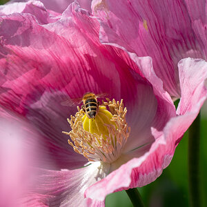 Mohnblüte mit Bienchen