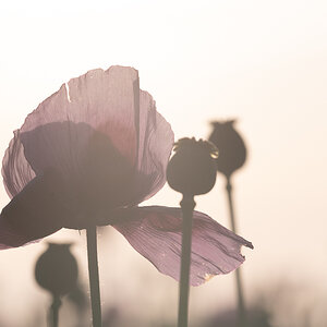 Schlafmohn im Abendlicht