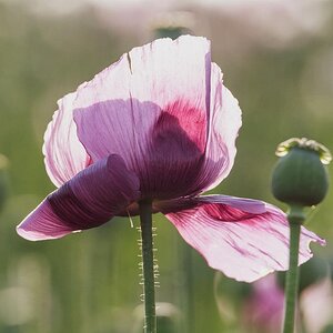 Mohn