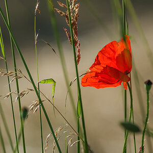 Mohn geht immer