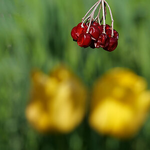 Gelbe Tulpen #2