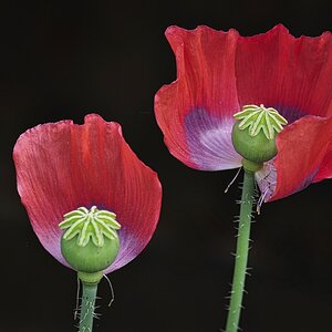 Mohn