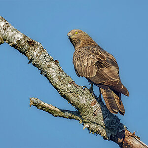 Wespenbussard