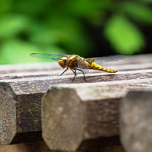 Libelle beim Sonnenbad11-2.JPG