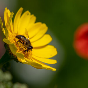 noch ein Bienchen