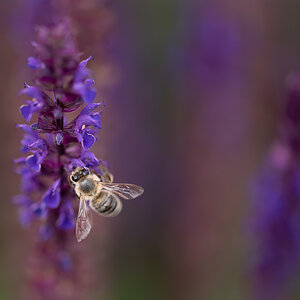 bienenfleißig