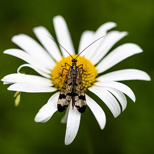 die Margerite hat Besuch