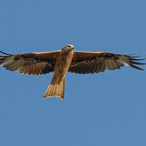 Spread my wings