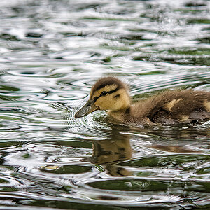 Kleiner Schatz im Silbersee