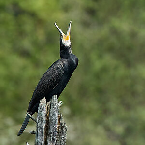 Kormoran