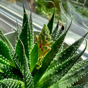 Aloe - neue Blüte