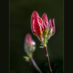 Rhododendron