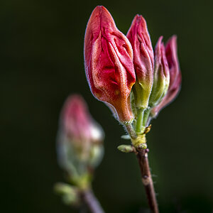 Rhododendron