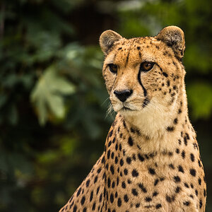 Gepard