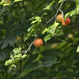 unbekannte Frucht