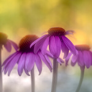 Echinacea 3