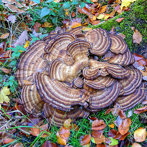 Am Waldboden