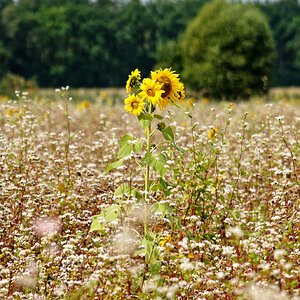 Sommerlicht