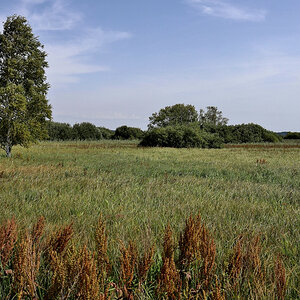 Birke - Allein im Moor