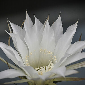 Echinopsis