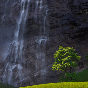 Baum am Wasserfall