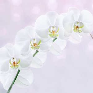 Orchidee-am-Fenster.jpg