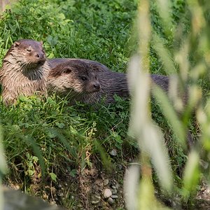 Fischotter (Zoo Augsburg)