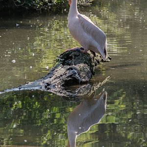 Spiegelung