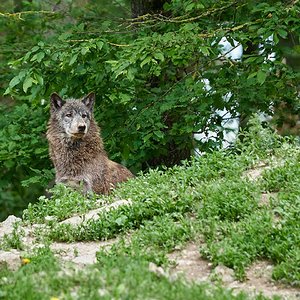 Wolfsichtung