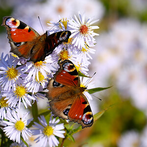 Schmetterlingstreff