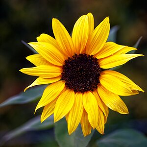 Die Blüte der Sonnenblume