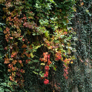 Mauer im Herbst