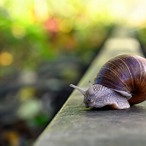 snail on rail