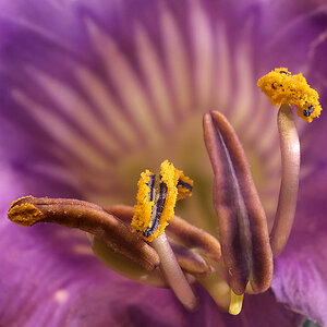 Blüte mit Pollen