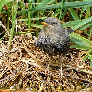 Wasseramsel