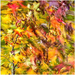 Amberbaum im Herbststurm