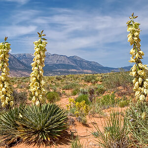 Yuccas
