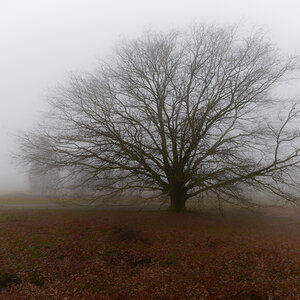 Der einsame Baum
