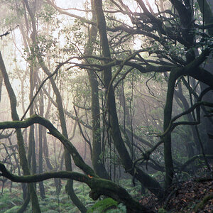 Lorbeerwald auf La Gomera