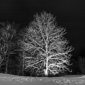 Der Baum in der kalten Nacht