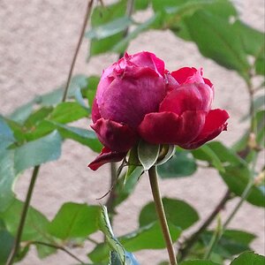 Rote Januar-Rose