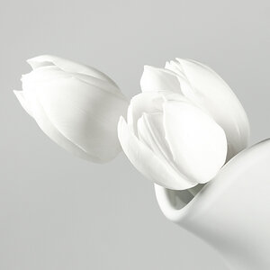 Weiße Tulpen 2