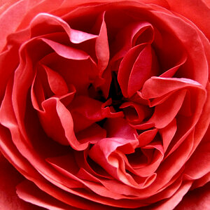 Das Innere der Rose