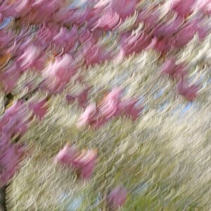 Kirschblüten im "Wind".jpg