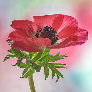 rote Anemone