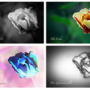 Tulpenvielfalt...