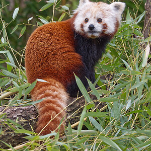 Roter oder kleiner Panda