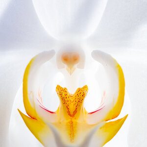 Orchideen  für evalgg I